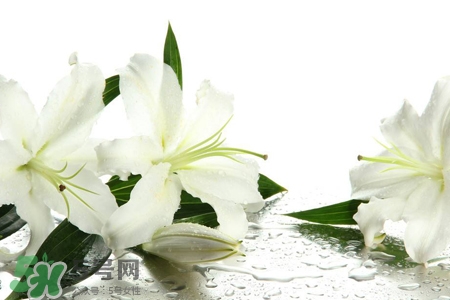 百合花能放花瓶里養(yǎng)嗎？百合花在花瓶里怎么養(yǎng)？