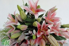 百合花怎么養(yǎng)水里？水養(yǎng)百合花怎么開久些？