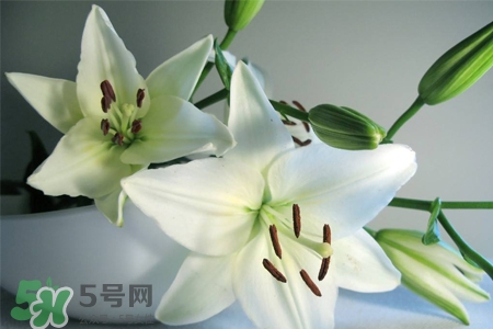 百合花葉子發(fā)黃怎么回事？百合花葉子發(fā)黃怎么辦？