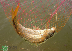 春天釣鯉魚用什么餌料？春天釣鯉魚餌料配方