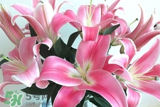 養(yǎng)百合花用什么水？養(yǎng)百合花水里放什么？