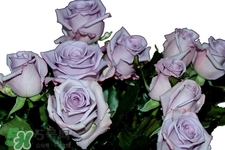 玫瑰花可以放多久？玫瑰花可以放幾天？