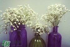 滿天星在花瓶里怎么養(yǎng)？滿天星買回來(lái)要養(yǎng)水嗎？