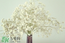 滿天星在花瓶里怎么養(yǎng)？滿天星買回來(lái)要養(yǎng)水嗎？