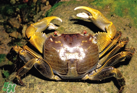 春天吃螃蟹應該選公的好還是母的好？春天螃蟹是公的好還是母的？