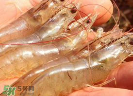 凍蝦發(fā)黑能吃嗎？變黑的凍蝦還能吃嗎？