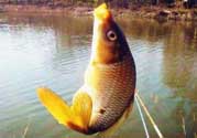 春天釣鯉魚用什么餌料？春天釣鯉魚餌料配方