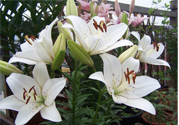 百合花怎么養(yǎng)？百合花在家怎么養(yǎng)？