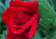 玫瑰花可以放多久？玫瑰花可以放幾天？