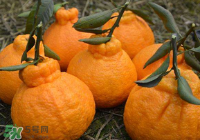 丑橘少錢一斤？丑橘一斤幾個？