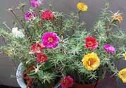 春天家里適合種什么花？春天適合種植什么花？
