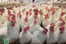 h7n9禽流感可以治愈嗎？禽流感能治好嗎？