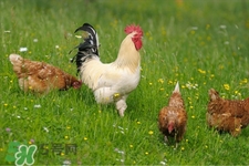 h7n9禽流感可以治愈嗎？禽流感能治好嗎？