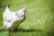 h7n9禽流感可以治愈嗎？禽流感能治好嗎？