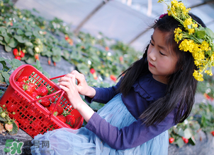 三亞哪里可以摘草莓？三亞摘草莓在哪里？