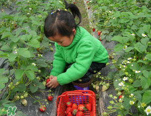 三亞哪里可以摘草莓？三亞摘草莓在哪里？