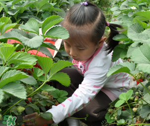 三亞哪里可以摘草莓？三亞摘草莓在哪里？