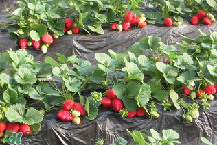 草莓一畝能收多少斤？一畝草莓能產(chǎn)多少斤？