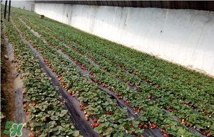 草莓一畝能收多少斤？一畝草莓能產(chǎn)多少斤？