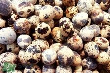 禽流感可以吃鵪鶉蛋嗎？禽流感期間能吃鵪鶉蛋嗎？