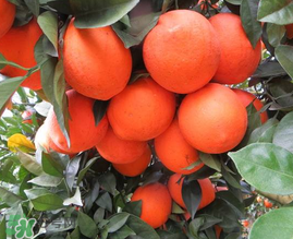 給寶寶吃臍橙好還是血橙好？臍橙好吃還是血橙好吃？