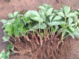 草莓苗幾月份種植？幾月份可以種草莓？