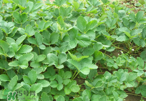 草莓苗幾月份種植？幾月份可以種草莓？