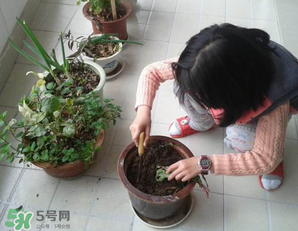 春天家里適合種什么花？春天適合種植什么花？