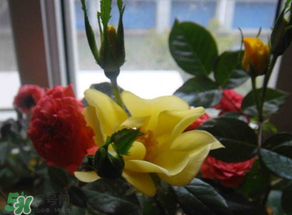 春天家里適合種什么花？春天適合種植什么花？