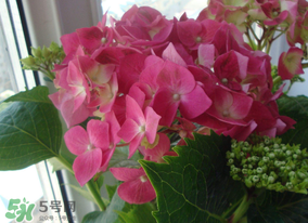 春天家里適合種什么花？春天適合種植什么花？