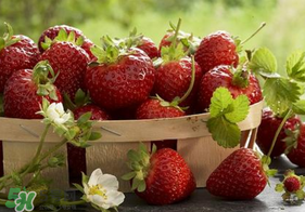 新鮮草莓怎么保鮮？新鮮草莓如何存放更久？