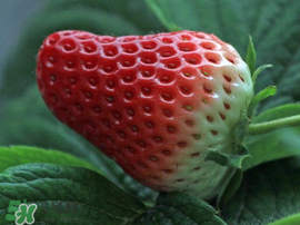 紅顏草莓為什么那么貴？紅顏草莓多少錢一斤？