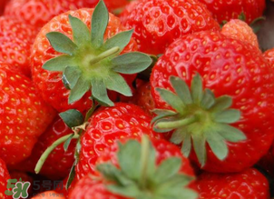 九九草莓好嗎？九九草莓和牛奶草莓區(qū)別 