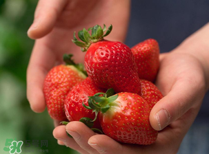 九九草莓好嗎？九九草莓和牛奶草莓區(qū)別 