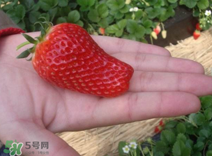 怎么辨別有機(jī)草莓？有機(jī)草莓和普通草莓的區(qū)別 