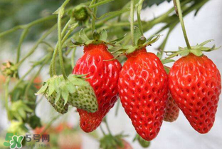 怎么辨別有機(jī)草莓？有機(jī)草莓和普通草莓的區(qū)別 