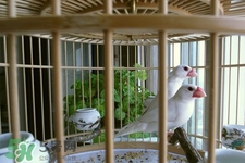 禽流感可以養(yǎng)鳥嗎？禽流感期間能養(yǎng)鳥嗎？