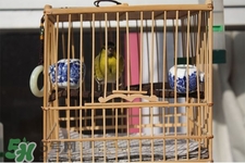 禽流感可以養(yǎng)鳥嗎？禽流感期間能養(yǎng)鳥嗎？