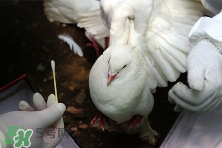 禽流感可以養(yǎng)鴿子嗎？禽流感期間能養(yǎng)鴿子嗎？