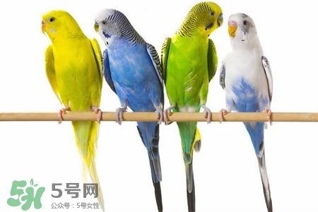 禽流感可以養(yǎng)鸚鵡嗎？禽流感期間能養(yǎng)鸚鵡嗎？