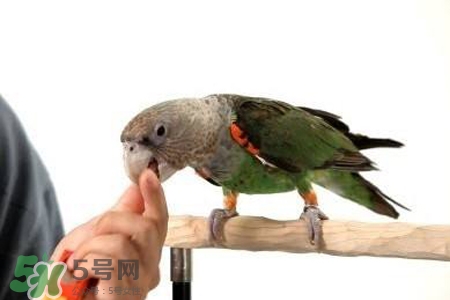 禽流感可以養(yǎng)鸚鵡嗎？禽流感期間能養(yǎng)鸚鵡嗎？