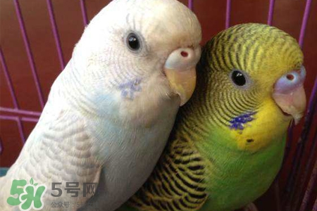 禽流感可以養(yǎng)鸚鵡嗎？禽流感期間能養(yǎng)鸚鵡嗎？