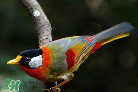 禽流感可以養(yǎng)鸚鵡嗎？禽流感期間能養(yǎng)鸚鵡嗎？