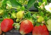 草莓一畝能收多少斤？一畝草莓能產(chǎn)多少斤？