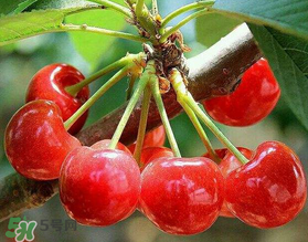 美早和大紅燈哪個(gè)好吃？美早和大紅燈的區(qū)別