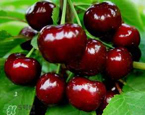 美早和大紅燈哪個(gè)好吃？美早和大紅燈的區(qū)別