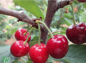 美早和黑珍珠哪個好吃？美早和黑珍珠的區(qū)別