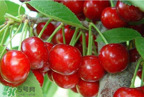 美早和黑珍珠哪個好吃？美早和黑珍珠的區(qū)別