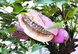 八月瓜多少錢一斤？野香蕉多少錢一斤？