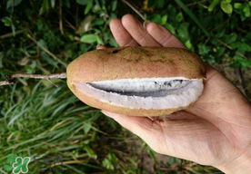 八月瓜多少錢一斤？野香蕉多少錢一斤？